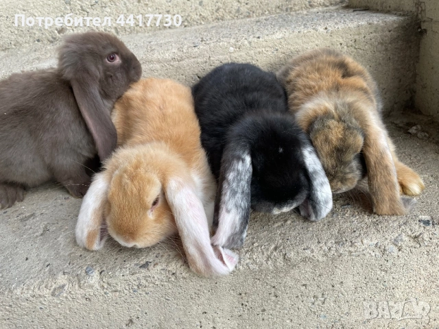 Френски кочовати зайци!