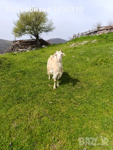 Коза с 3 ярета