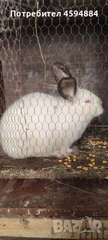 Животни за продан, снимка 4 - Други животни - 55098624