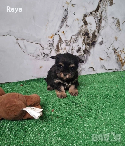 Йоркширски териер 