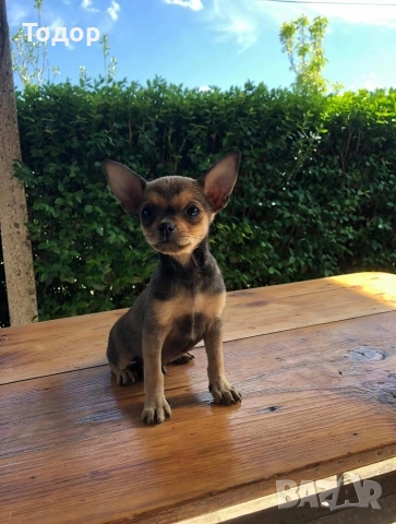 Продавам мини чихуахуа , снимка 3 - Чихуахуа - 54369663