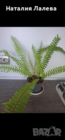 Папрат, Nephrolepis
