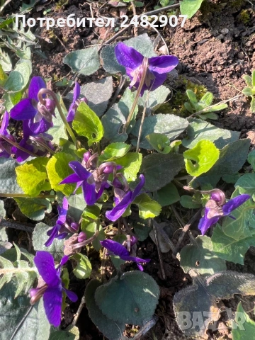 Горска теменужка - корен, снимка 3 - Градински цветя и растения - 54118899