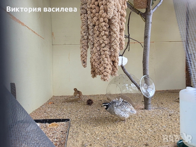 Свободна двойка Вирджински пъдпъдъци миналогодишни, снимка 3 - други­ - 54499172