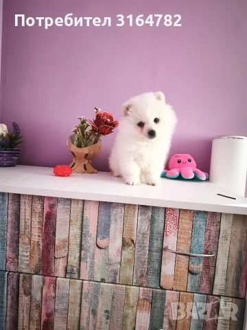 Померан Померанчета, снимка 2 - Померан - 54142055