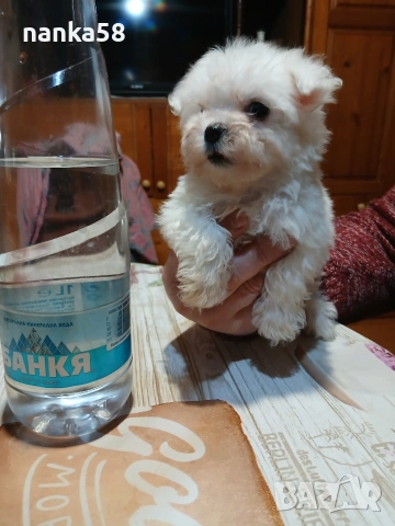 продавам малтизер, снимка 2 - Болонка - 53986115