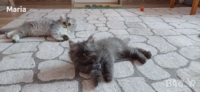 Персийски котета