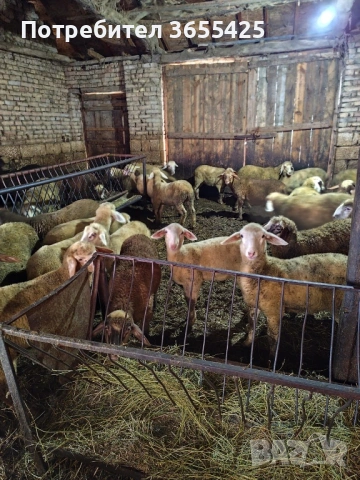 Агнета 30-45кг, снимка 2 - Овце - 54036279