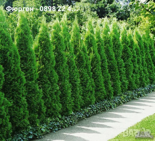 Западна туя Смарагд (Thuja occidentalis Smaragd), снимка 4 - Градински цветя и растения - 27492741
