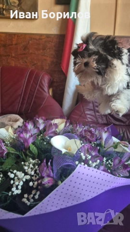 Biewer terrier , снимка 2 - Йоркширски териер - 54321410