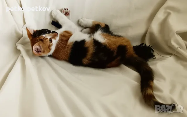 Подарявам малко котенце/ Kleine Katze zu verschenken, снимка 2 - Други - 55603213