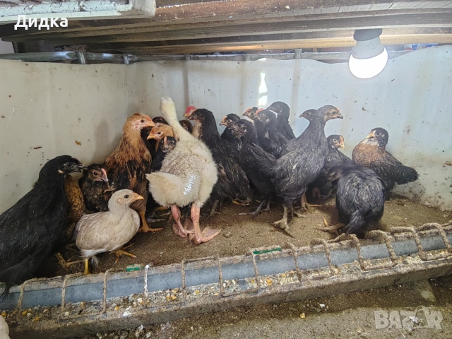 Пиленца над 1 месец.