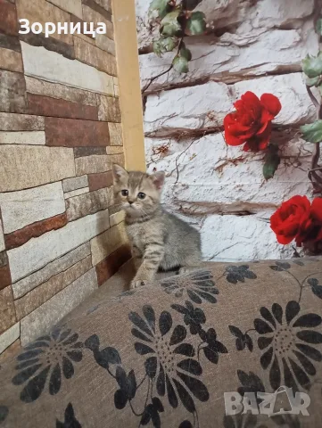 Британско коте таби, снимка 2 - Британска късокосместа - 55483445