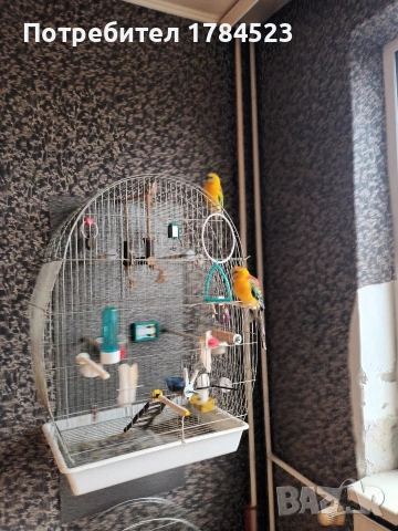 поен папагал млад. , снимка 11 - Папагали - 54165345