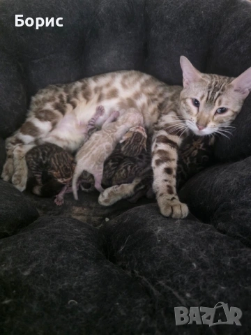 Бенгалски котета, снимка 5 - Бенгалски - 35882650