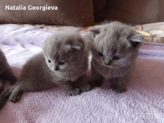 Британски котенца, снимка 6 - Британска късокосместа - 54298904