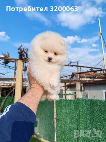 Померан мъжко , снимка 7 - Померан - 53950897