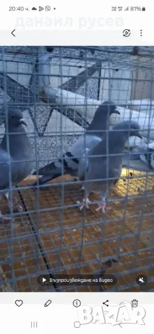 Английски  типлери, снимка 6 - Гълъби - 55630515
