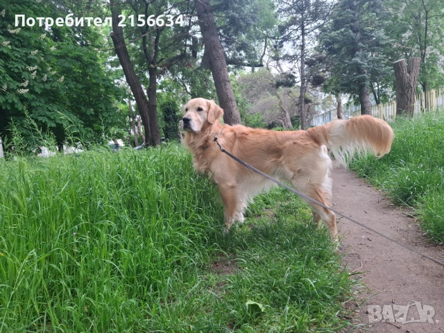 Мъжки Голдън ретривър си търси приятелка, снимка 4 - Голдън ретривър - 54674179