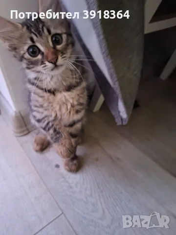 Малко пухкаво коте, снимка 5 - Други - 55435306