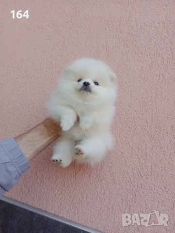 Бели Померани. Реални снимки от 19.04.26 г. , снимка 4 - Померан - 54209106