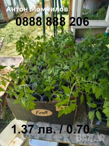 Разсад български НЕ ХИБРИДНИ домати, снимка 2 - Разсади - 54629976