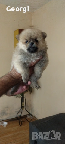 Продавам Немски шпиц 