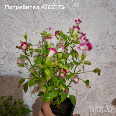 Комплект Цветя Торения, снимка 4 - Градински цветя и растения - 54886857
