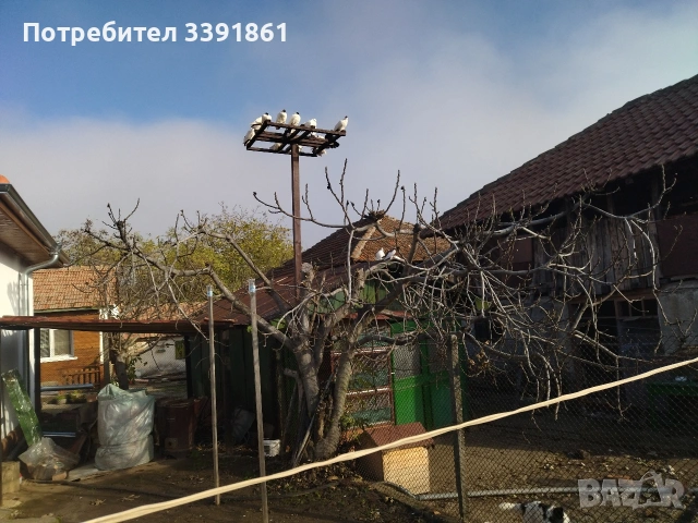 продавам млади гълъби кепета , снимка 3 - Гълъби - 54542721