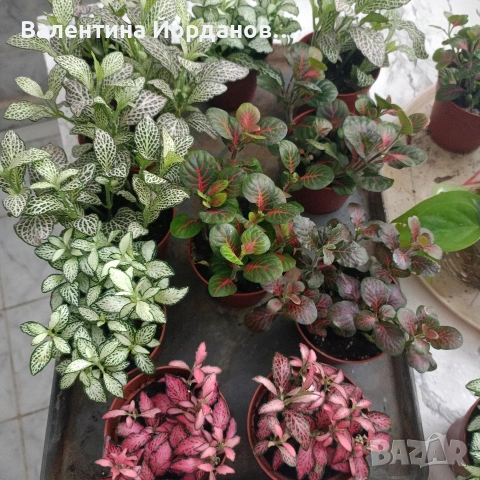 фитония 