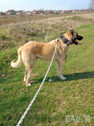 Кангал за разплод