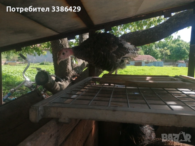 Неми и крякащи патета и едногодишни такива , снимка 11 - Патици и гъски - 54740867