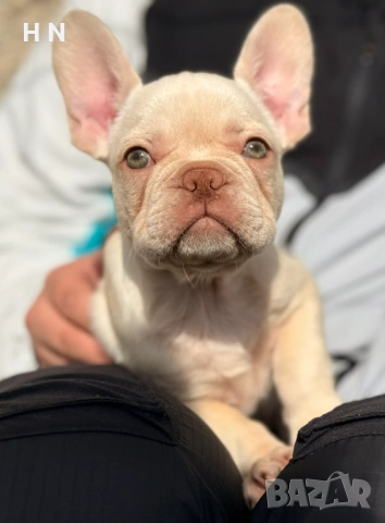 Френски булдог - мъжки с 3 ваксини, снимка 4 - Френски булдог - 54145015