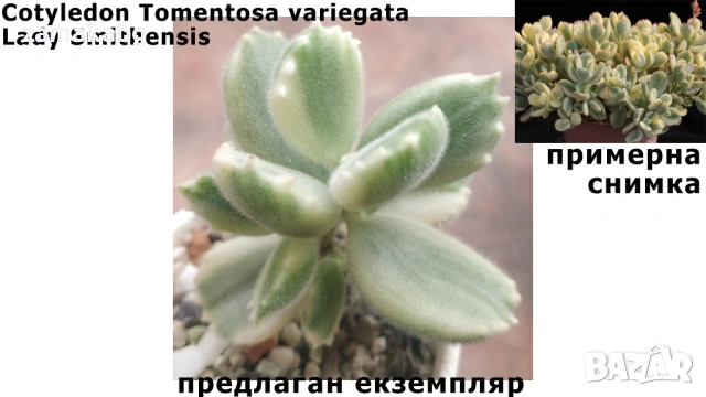 Котиледон Cotyledon tomentosa variegata Lady Smithensis 3-5 см Сукулентно растение.