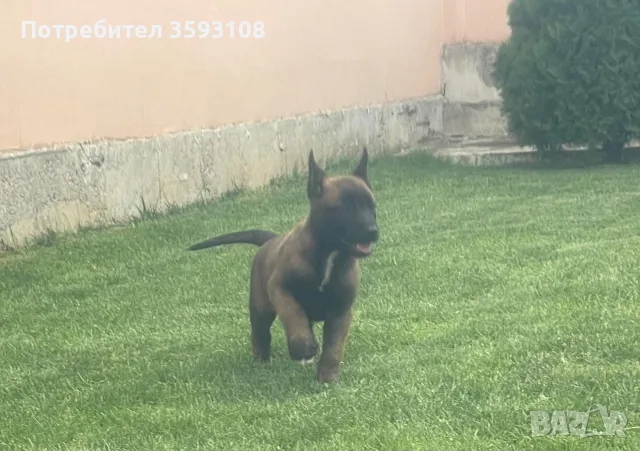 Чистокръвни кученца порода Малиноа , снимка 4 - Белгийска овчарка - 55072954