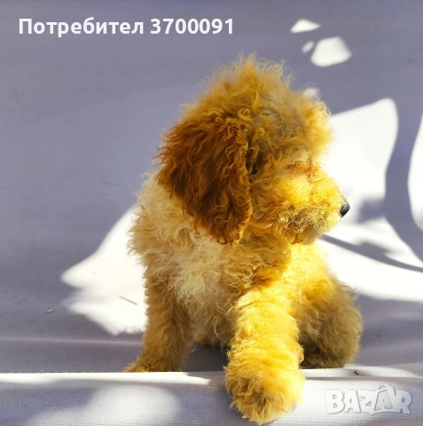 пудел / мини пудел, снимка 2 - Пудели - 54448694