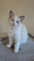 Ragdoll Paradise / Регдол котенца , снимка 9