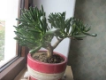 Сукулент Красула хобит, снимка 7