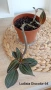 Лудизия скъпоценна орхидея Ludisia Discolor , снимка 1