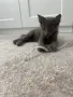 Коте - 2 месеца, снимка 12