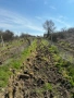 продавам лозе, снимка 2