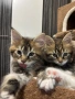 Котенца Мейн Куун, снимка 2