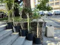 Продавам Шефлера / Schefflera 10 годишна, 170 см. височина, 10 броя, снимка 7