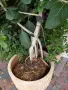Фикус Ficus microcarpa, снимка 5