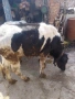 женски телета , снимка 5