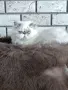 Персийско коте 😻💙, снимка 4