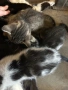 Подарявам малки котенца, снимка 4
