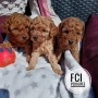 Той Пудел FCI Родословие, снимка 1