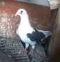 Пощенски на капак , снимка 3
