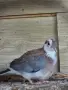 Кърска гургулици и Сенегалска , снимка 2